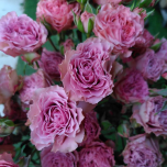 Be Nice Roses jardin ramifie d'Equateur Ethiflora